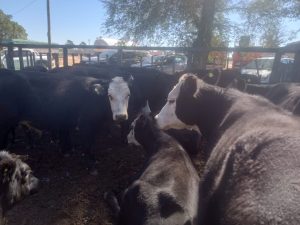 Buenos precios y excelente hacienda en el remate de La Agrícola Ganadera