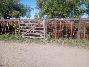 Buenos precios y excelente hacienda en el remate de La Agrícola Ganadera