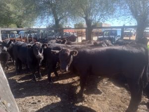 Buenos precios y excelente hacienda en el remate de La Agrícola Ganadera