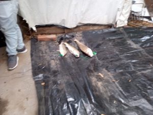 Importante cantidad de piezas en el concurso del Quequén de Oriente