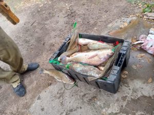 Importante cantidad de piezas en el concurso del Quequén de Oriente