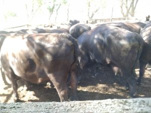 Se realizo el primer remate del año de La Agricola Ganadera