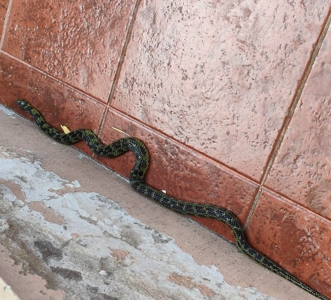 Advierten sobre la presencia de ofidios en Suipacha al 900