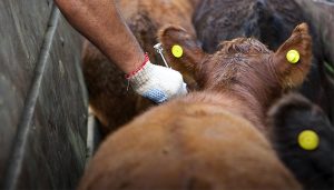 (audio) CARBAP rechaza la desregulación de la vacuna antiaftosa y advierte riesgos sanitarios
