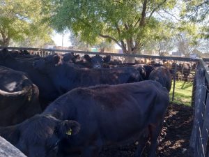 Excelente remate feria de Arzoz y CÍA con firmeza en los precios