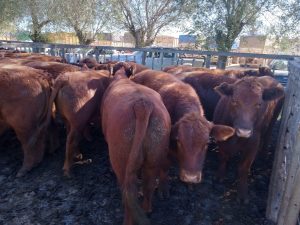 Excelente remate feria de Arzoz y CÍA con firmeza en los precios