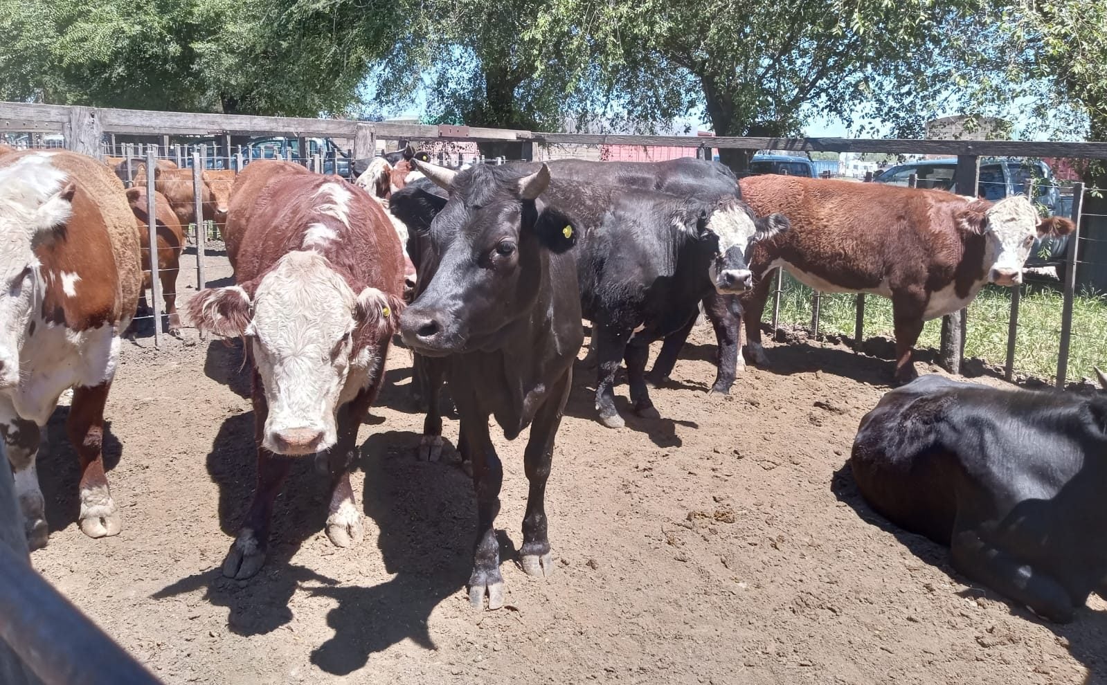 (audio)Arzoz y CIA: prepara el segundo remate de Gordo, Invernada y Cría