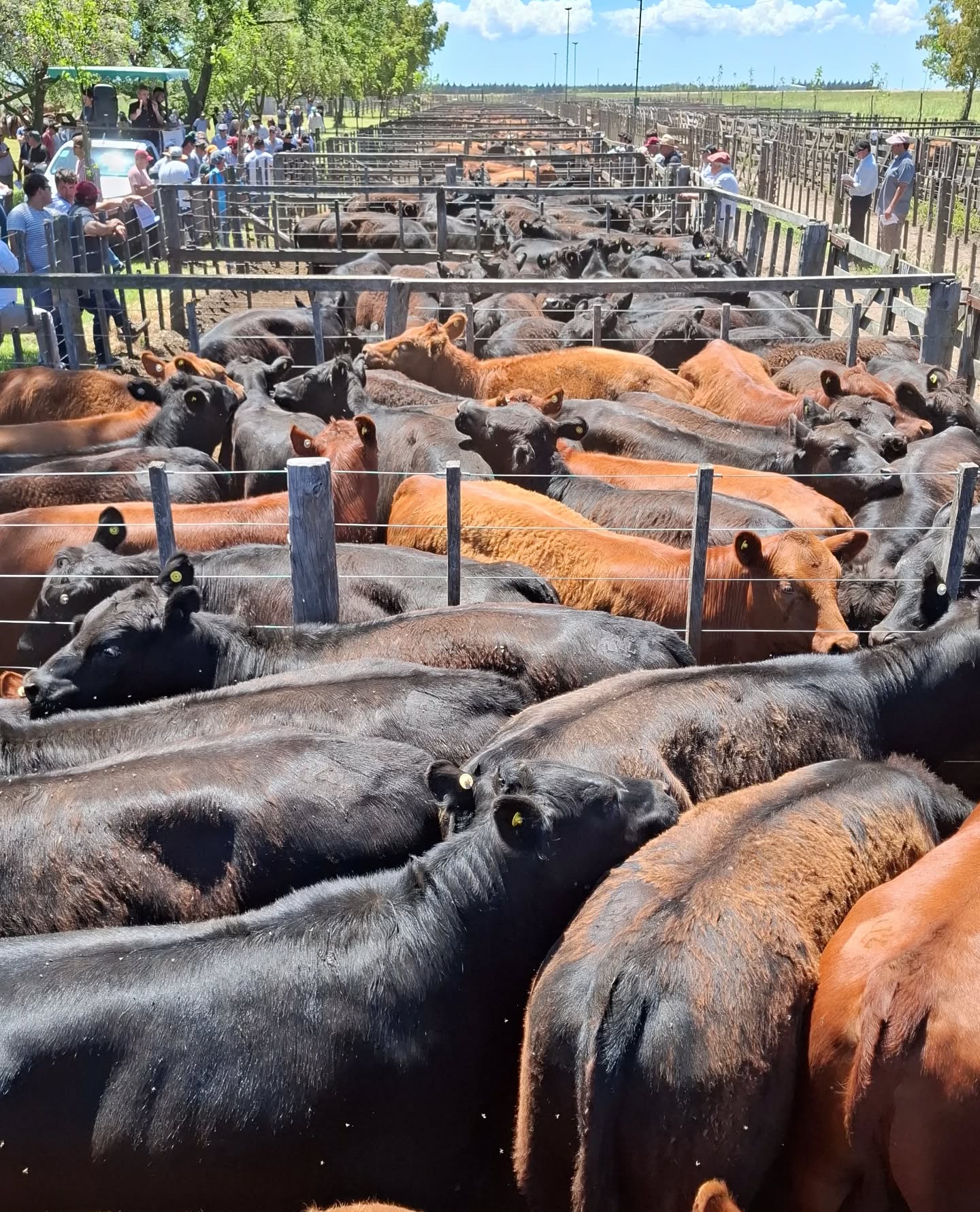 (audio)Daniel Civardi nuevo remate de Gordo, Invernada y Cría