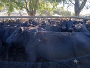 Excelente remate feria de Arzoz y CÍA con firmeza en los precios