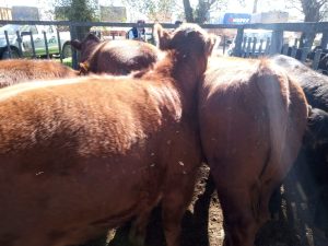 Excelente remate feria de Arzoz y CÍA con firmeza en los precios