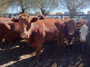 Excelente remate feria de Arzoz y CÍA con firmeza en los precios