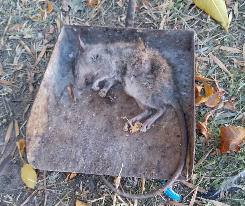 Vecinos piden intervención ante la presencia de roedores de gran tamaño