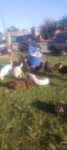 Alimenta a 80 perros callejeros por día: “a veces me quedo sin comer para darles a ellos”, dijo Cristian Monserrat