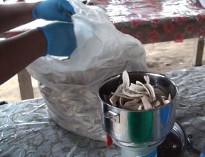 Harina de banana: “sin los trabajadores no tendríamos nada que mostrar”, dijo Ortiz, del INTA