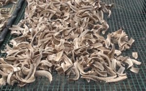 Harina de banana: “sin los trabajadores no tendríamos nada que mostrar”, dijo Ortiz, del INTA