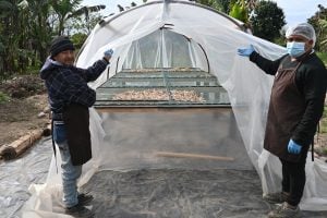 Harina de banana: “sin los trabajadores no tendríamos nada que mostrar”, dijo Ortiz, del INTA