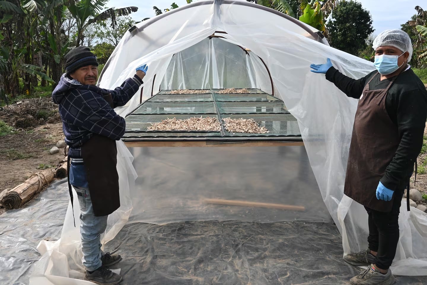 Harina de banana: “sin los trabajadores no tendríamos nada que mostrar”, dijo Ortiz, del INTA