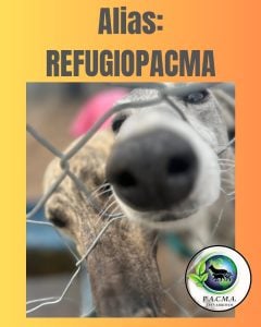 Día del Animal: “nos da mucha felicidad cuando buscan un perro adulto”, dijo Sol Bruno (audio)