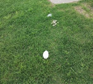 Vecinos del Barrio Chacra de López preocupados por vandalismos: Exigen mas control en seguridad