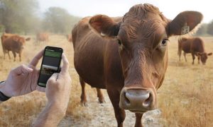(audio) Estudiantes crean una app que identifica posibles problemas nutricionales en el ganado