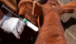 A fin de mes cierra la campaña 01/2026 de vacunación antiaftosa