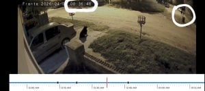 Menores robaron bicicleta. Apelan a la buena fe de la familia para que se la devuelvan (video-audio)