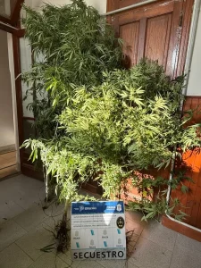 Allanamientos policiales: Secuestran auto, plantas de marihuana y recuperan celular
