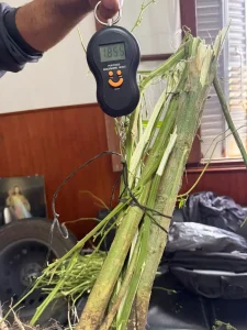 Allanamientos policiales: Secuestran auto, plantas de marihuana y recuperan celular