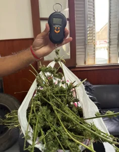 Allanamientos policiales: Secuestran auto, plantas de marihuana y recuperan celular