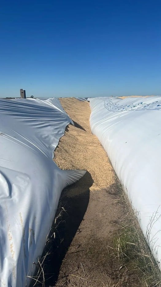 Dañaron cinco silobolsas en un predio sobre la Ruta 51