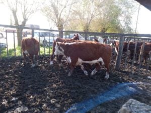 Exitoso remate de La Agrícola Ganadera en la Sociedad Rural