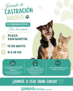 (audio) La ciudad celebra el Día del Animal con una jornada masiva de castración y vacunación
