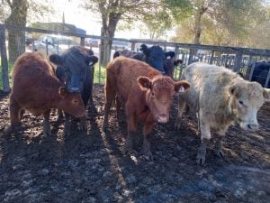 Exitoso remate de La Agrícola Ganadera en la Sociedad Rural