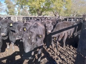 Exitoso remate de La Agrícola Ganadera en la Sociedad Rural