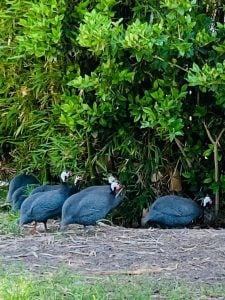 (audio) En un lugar donde no había nada, Rubén Rubiño creó un Ecoparque en San Juan