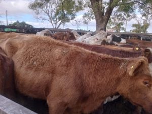 Buenos precios en el remate mensual de Arzoz & Cía.