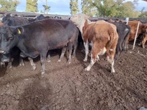 Buenos precios en el remate mensual de Arzoz & Cía.
