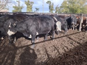 Buenos precios en el remate mensual de Arzoz & Cía.