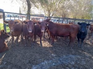 Exitoso remate de La Agrícola Ganadera en la Sociedad Rural
