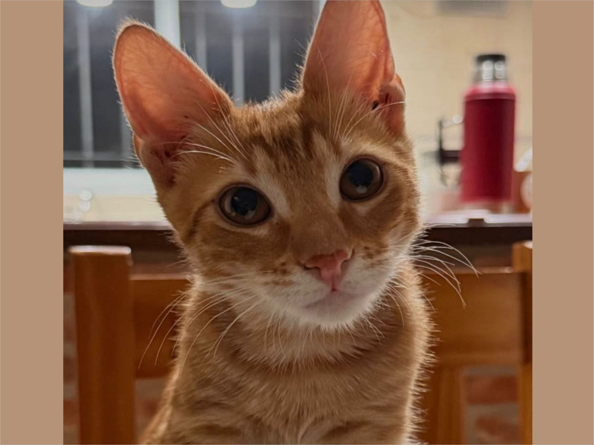Ofrecen 300.000 pesos de recompensa por gatito extraviado