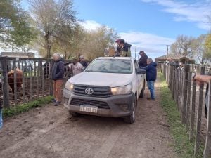 Exitoso remate de La Agrícola Ganadera en la Sociedad Rural
