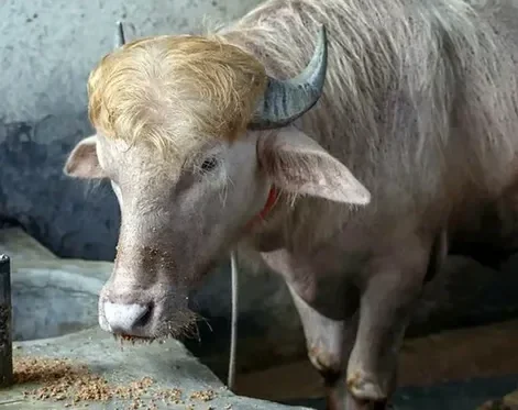 El curioso parecido de un búfalo albino con Donald Trump lo convirtió en sensación viral  (video)