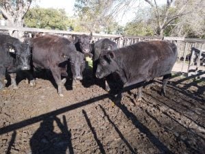 Exitoso remate de La Agrícola Ganadera en la Sociedad Rural