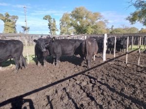 Exitoso remate de La Agrícola Ganadera en la Sociedad Rural