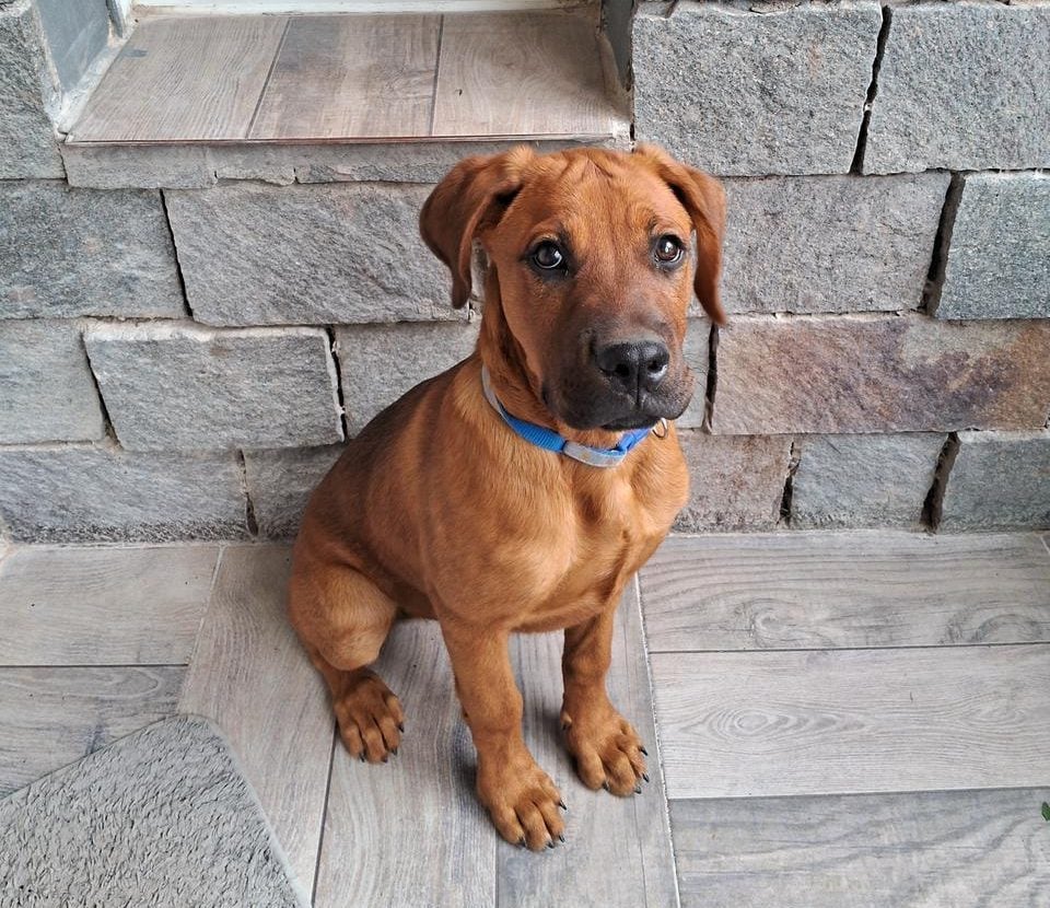Se perdió Coco: su familia lo busca
