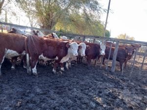 Exitoso remate de La Agrícola Ganadera en la Sociedad Rural