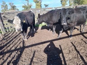 Exitoso remate de La Agrícola Ganadera en la Sociedad Rural