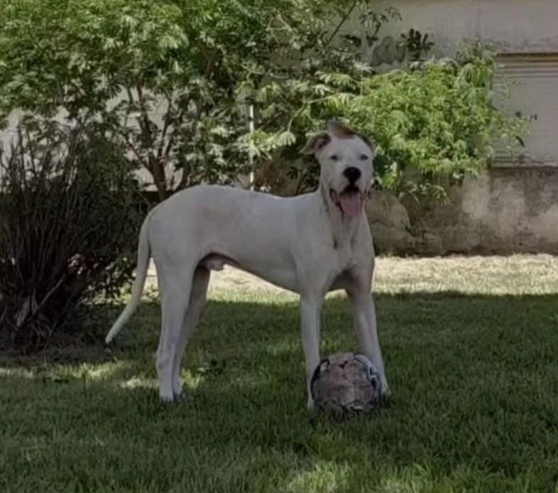 Buscan a Owen en Bellocq