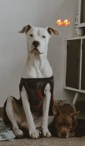 Buscan a Owen en Bellocq