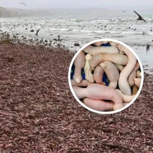 Impacto en Chubut por la aparición de “peces pene”